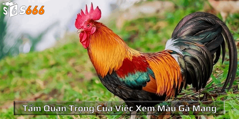 Tổng quan về tầm quan trọng của việc xem màu gà mạng